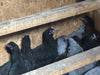 Black Australorp -- Upcoming Hatches