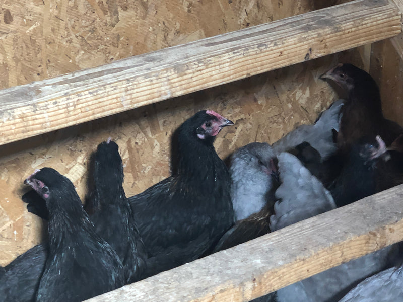 Black Australorp - Próximas escotillas