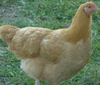 Buff Orpington – Próximas eclosiones