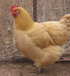 Buff Orpington - Disponible ahora