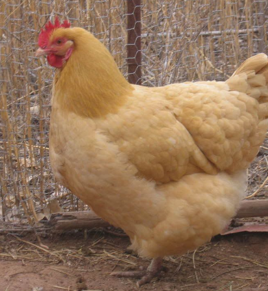 Buff Orpington -- Upcoming Hatches