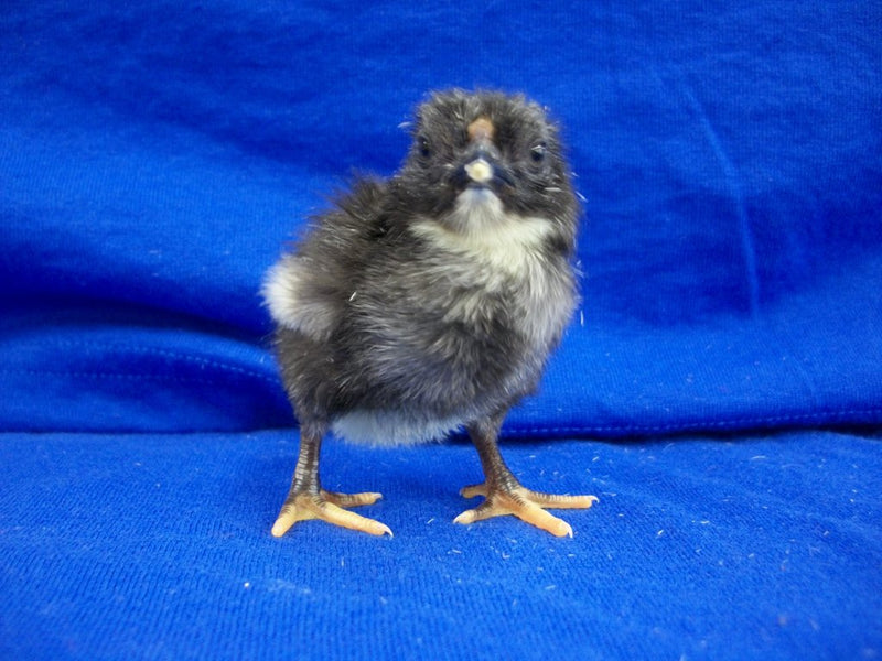 Black Wyandotte BANTAM -- Upcoming Hatches