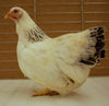 Columbian Rock BANTAM -- Upcoming Hatches