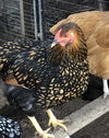 Black Laced Gold Wyandotte -- Coop Ready