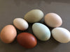 Collection --First Time Chickie Owner Chickies that lay MultiColored Eggs -- Upcoming