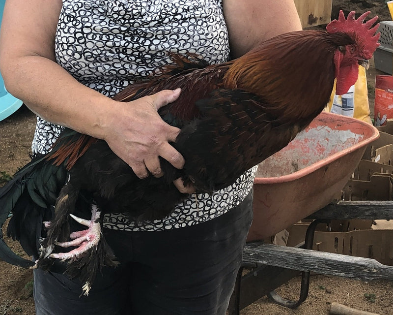 Calidad de exposición Black Copper Marans: disponible ahora