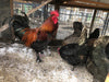 Black Copper Marans -- Available Babies