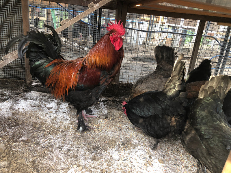 Calidad para mascotas Black Copper Marans - Listo para cooperativa