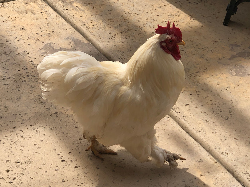 Cochin Bantams -- Frizzled and Smooth -- Available Now