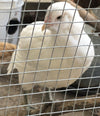 Easter Egger Blancanieves - Disponible ahora