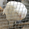 Easter Egger Blancanieves - Disponible ahora