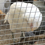 Easter Egger Blancanieves - Disponible ahora
