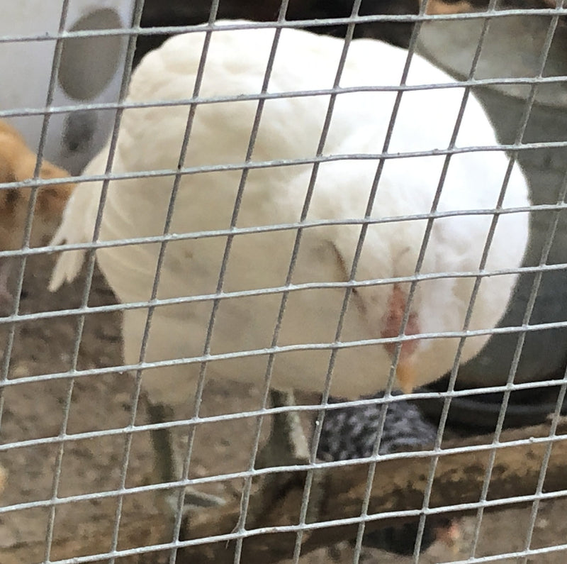 Easter Egger Blancanieves - Disponible ahora