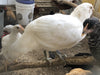 Easter Egger Blancanieves - Disponible ahora
