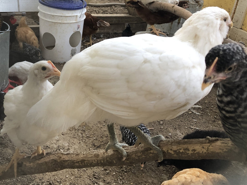 Easter Egger Blancanieves - Disponible ahora