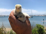 Columbian Wyandotte BANTAM -- Upcoming Hatches