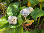 Columbian Wyandotte BANTAM -- Upcoming Hatches