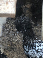 Silver Laced Polish Crested -- Upcoming Hatches