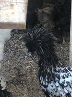 Silver Laced Polish Crested Bantam -- Upcoming Hatches