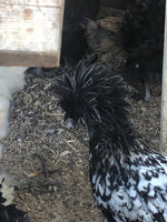 Silver Laced Polish Crested -- Available Now