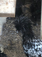 Silver Laced Polish Crested Bantam -- Available Now
