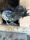 Silver Laced Polish Crested -- Upcoming Hatches