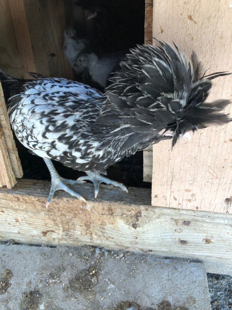 Silver Laced Polish Crested -- Available Now