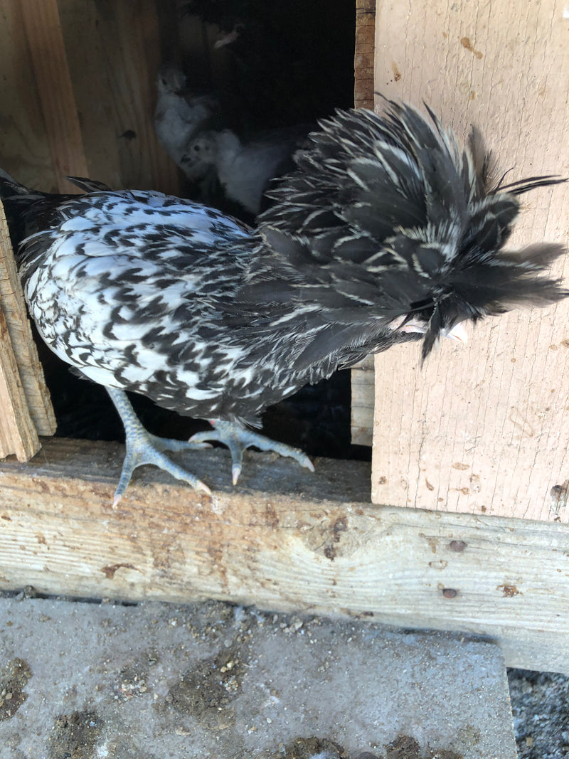 Silver Laced Polish Crested -- Upcoming Hatches