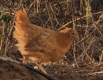 Buff Orpington -- Available Babies