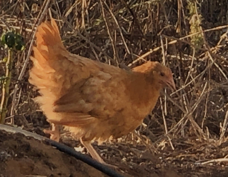 Buff Orpington -- Available Babies