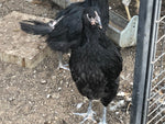 Australorp negro: disponible ahora