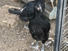 Black Australorp -- Available Babies