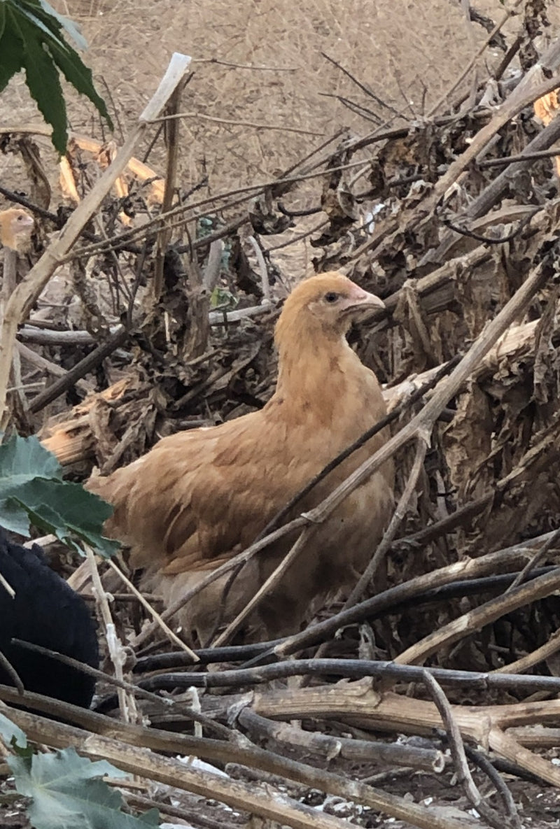 Buff Orpington -- Available Now