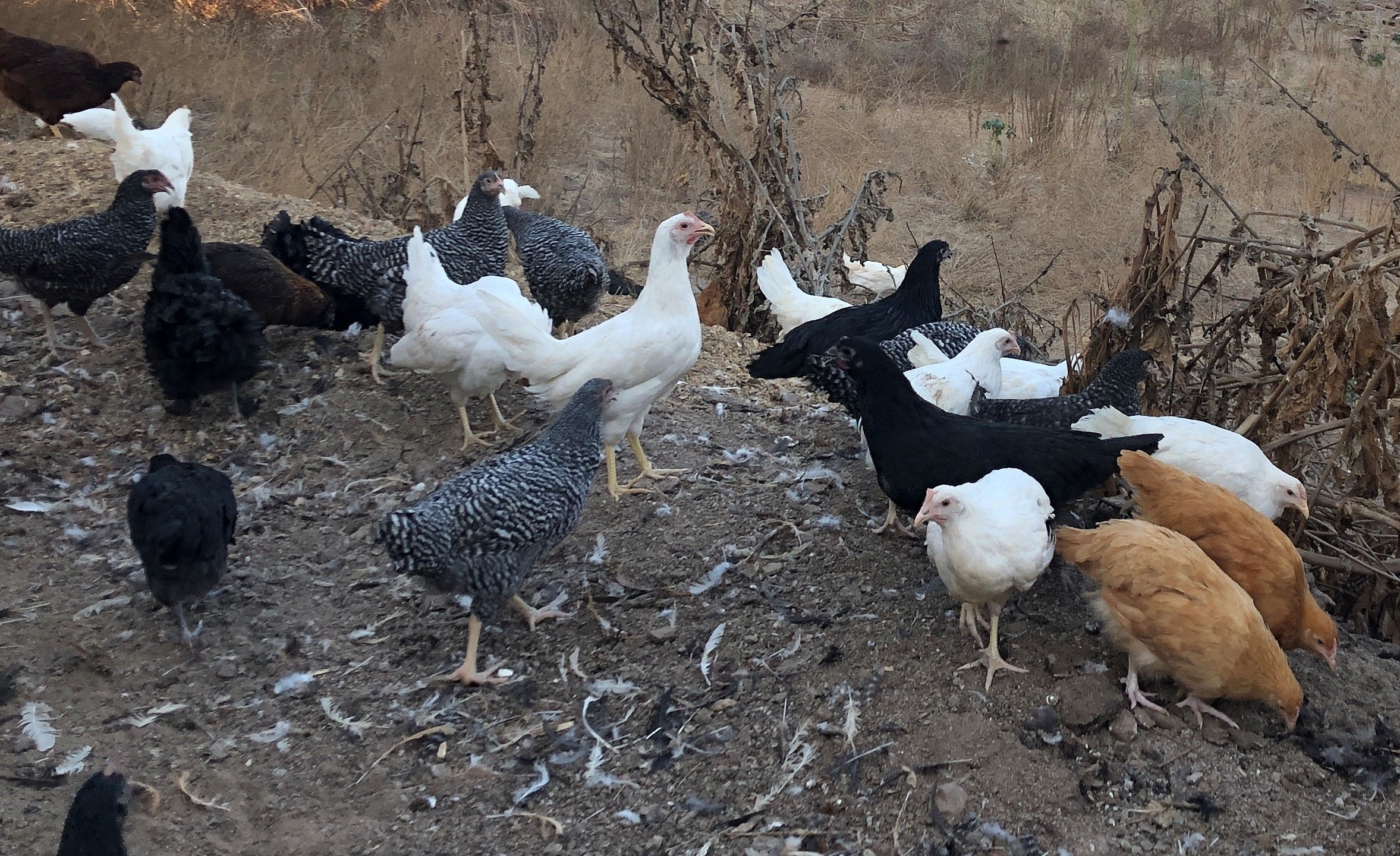 Collection Brown Egg Layers Backyard Chickies