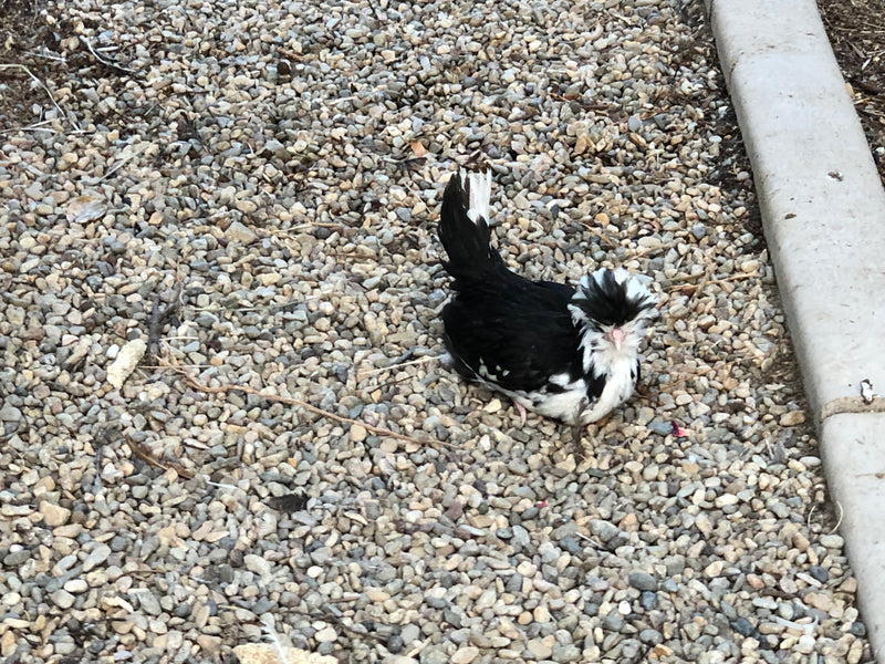 Silver Laced Polish Crested -- Upcoming Hatches