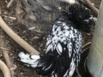 Silver Laced Polish Crested Bantam -- Upcoming Hatches