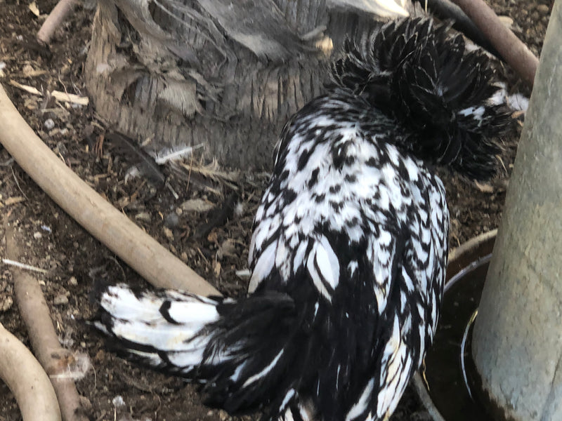 Silver Laced Polish Crested -- Upcoming Hatches