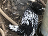 Silver Laced Polish Crested -- Available Now