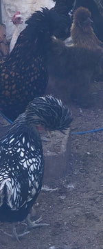 Silver Laced Polish Crested -- Available Now