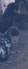 Gallo con cresta polaca con cordones plateados: próximas escotillas