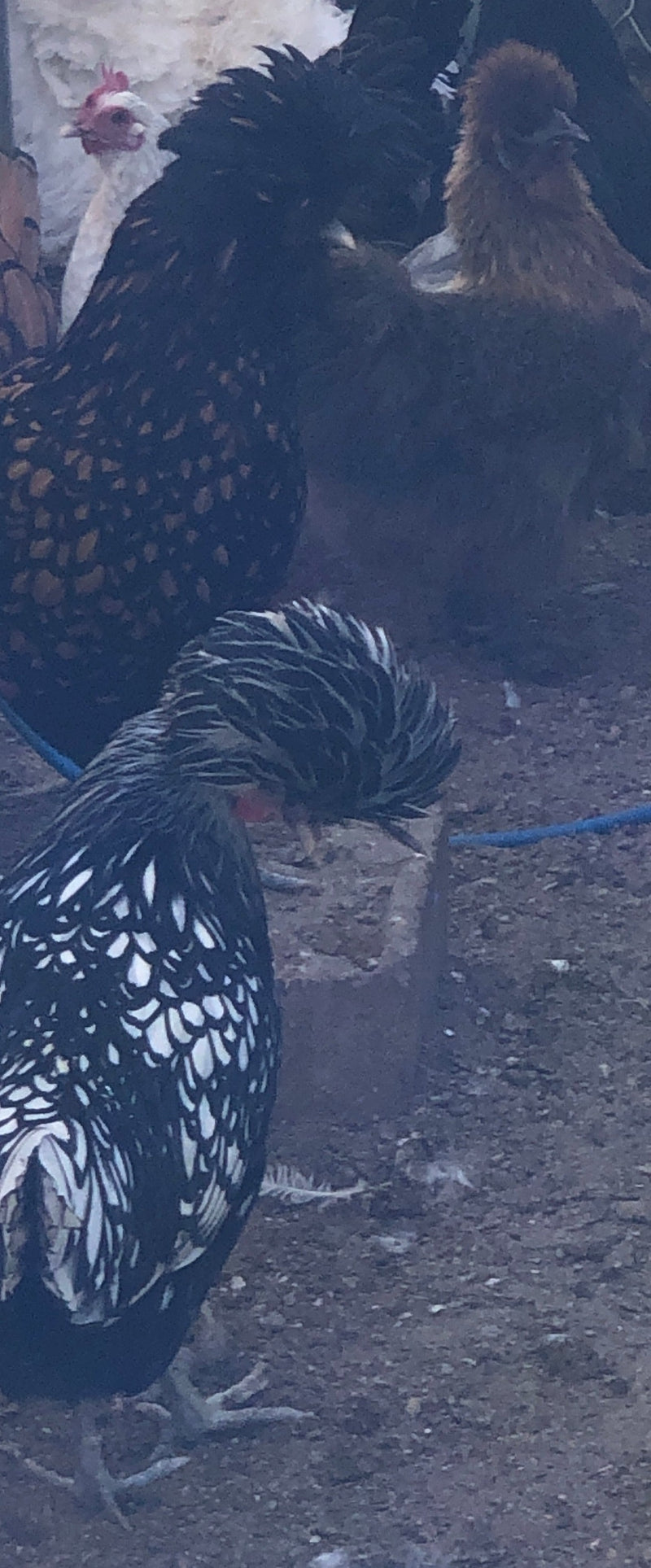 Silver Laced Polish Crested -- Upcoming Hatches