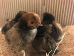 Polish Gold Laced Color -- Upcoming Hatches