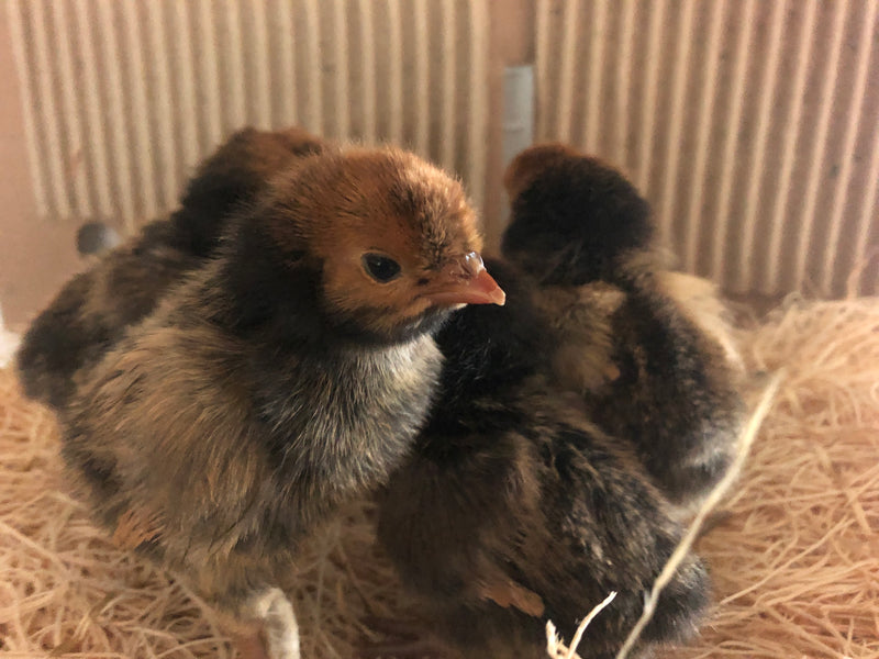Collection --Crested Chickies including Polish -- Upcoming Hatches