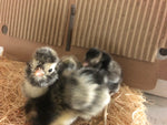 Silver Laced Polish Crested -- Upcoming Hatches