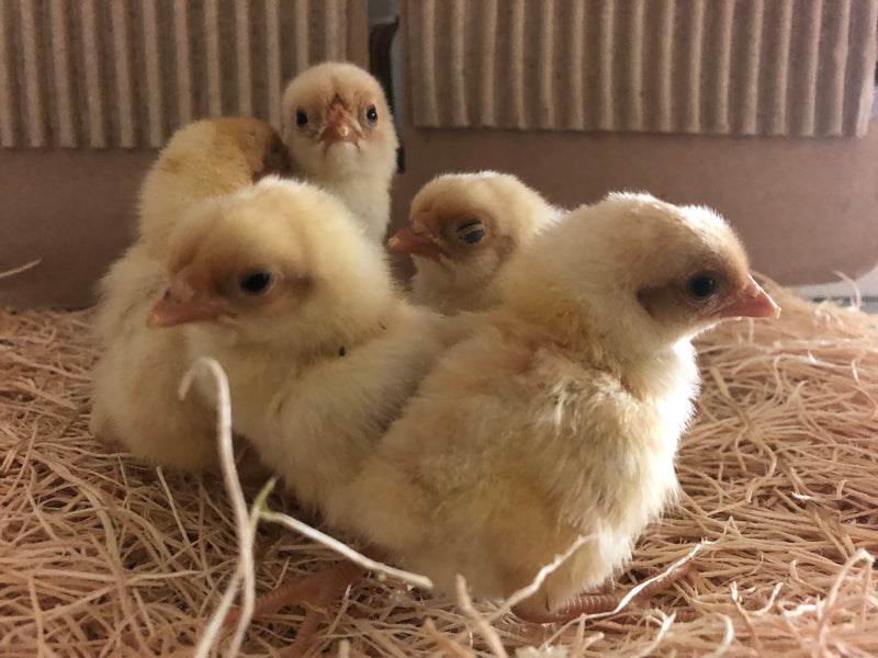 Collection --Crested Chickies including Polish -- Upcoming Hatches