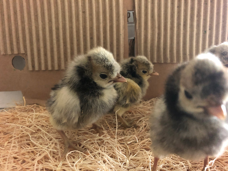 Silver Laced Polish Crested -- Upcoming Hatches