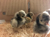 Polish Silver Laced Crested -- Preorder Females