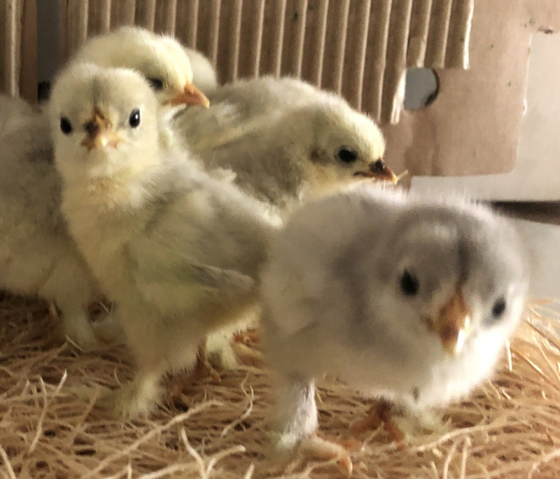 Cochin Bantams -- White Color -- Upcoming Hatch