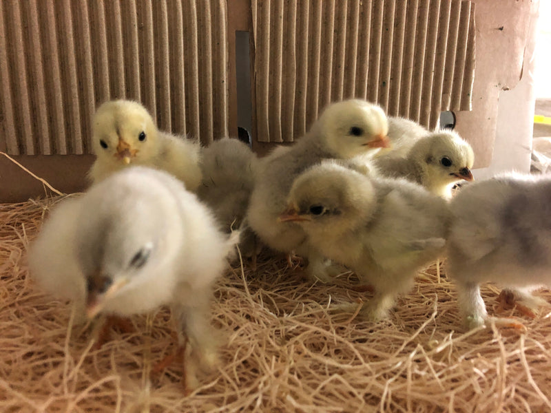 Cochin Bantams -- Barred Color -- Upcoming Hatch