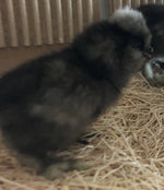 Blue Silkie Bantam -- Upcoming